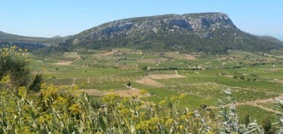 Terrain seul à Vingrau en Pyrénées-Orientales (66) de 674 m² à vendre au prix de 89000€