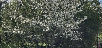 Terrain seul à Illats en Gironde (33) de 1295 m² à vendre au prix de 105000€