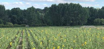 Terrain seul à Charentilly en Indre-et-Loire (37) de 1000 m² à vendre au prix de 85000€