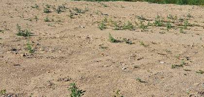 Terrain seul à Estagel en Pyrénées-Orientales (66) de 884 m² à vendre au prix de 139500€