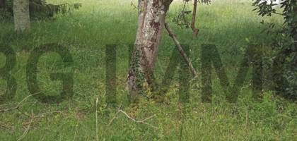 Terrain seul à Montlieu-la-Garde en Charente-Maritime (17) de 0 m² à vendre au prix de 26500€