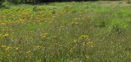 Terrain seul à Guipavas en Finistère (29) de 1145 m² à vendre au prix de 131300€