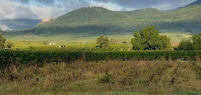 Programme terrain + maison à Bergheim en Haut-Rhin (68) de 110 m² à vendre au prix de 715800€ - 3