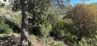 Terrain seul à Ocana en Corse-du-Sud (2A) de 0 m² à vendre au prix de 155000€ - 2