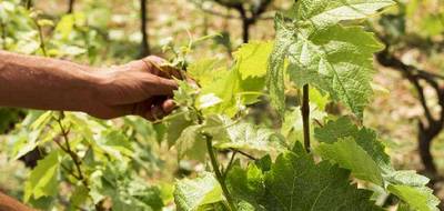 Terrain seul à Sauternes en Gironde (33) de 25000 m² à vendre au prix de 77000€ - 4