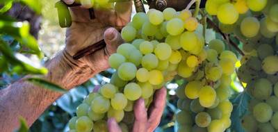 Terrain seul à Sauternes en Gironde (33) de 25000 m² à vendre au prix de 77000€ - 3