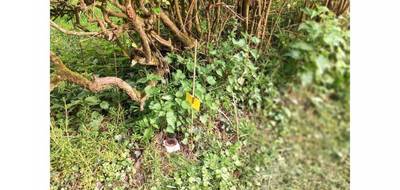 Terrain seul à Ruisseauville en Pas-de-Calais (62) de 986 m² à vendre au prix de 23720€ - 4