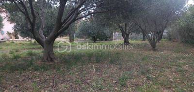Terrain seul à Saint-Félix-de-Lodez en Hérault (34) de 520 m² à vendre au prix de 150000€ - 4