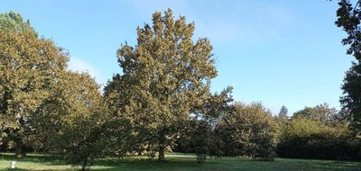 Terrain seul à Lège-Cap-Ferret en Gironde (33) de 1141 m² à vendre au prix de 379000€
