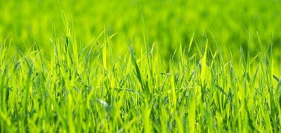 Terrain seul à Brizambourg en Charente-Maritime (17) de 479 m² à vendre au prix de 24560€