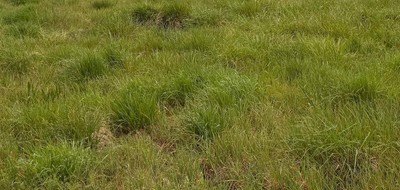 Terrain seul à La Brède en Gironde (33) de 1000 m² à vendre au prix de 250000€