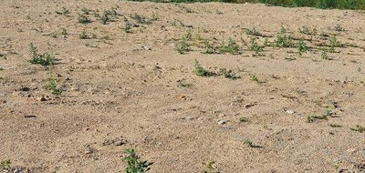 Terrain seul à Estagel en Pyrénées-Orientales (66) de 884 m² à vendre au prix de 139500€