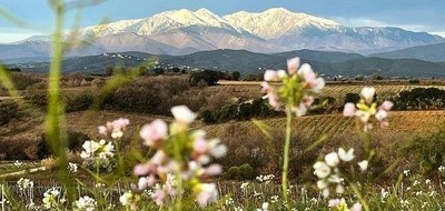 Terrain seul à Bompas en Pyrénées-Orientales (66) de 700 m² à vendre au prix de 238000€