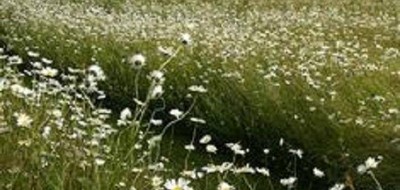 Terrain seul à Semblançay en Indre-et-Loire (37) de 620 m² à vendre au prix de 79600€