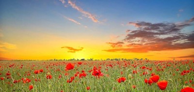 Terrain seul à Azay-sur-Cher en Indre-et-Loire (37) de 800 m² à vendre au prix de 80000€