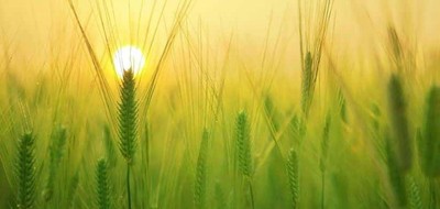 Terrain seul à Grues en Vendée (85) de 479 m² à vendre au prix de 49000€