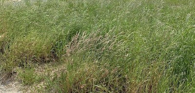 Terrain seul à Les Achards en Vendée (85) de 462 m² à vendre au prix de 95000€