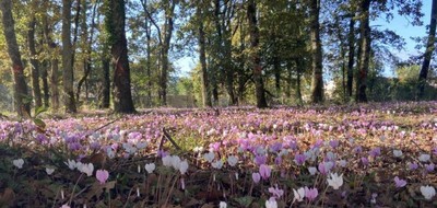 Terrain seul à Reignac en Gironde (33) de 1240 m² à vendre au prix de 39000€