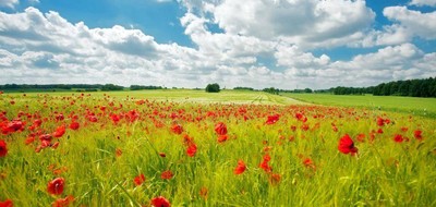 Terrain seul à Méreau en Cher (18) de 850 m² à vendre au prix de 35000€