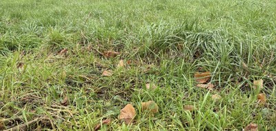 Terrain seul à Ambillou en Indre-et-Loire (37) de 480 m² à vendre au prix de 47000€