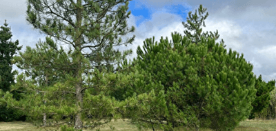 Terrain seul à Saint-Urbain en Vendée (85) de 872 m² à vendre au prix de 80900€ - 1