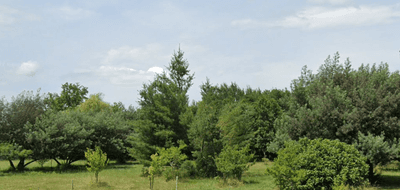 Terrain seul à Bussac-Forêt en Charente-Maritime (17) de 1000 m² à vendre au prix de 25000€ - 1