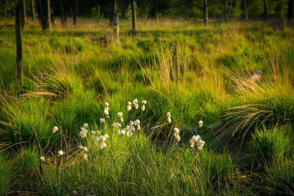 terrain herbes hautes