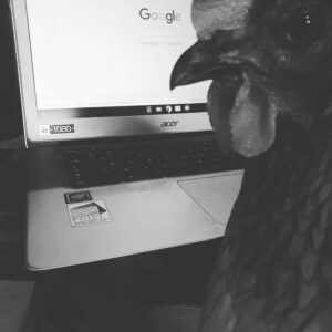 Poule en télétravail