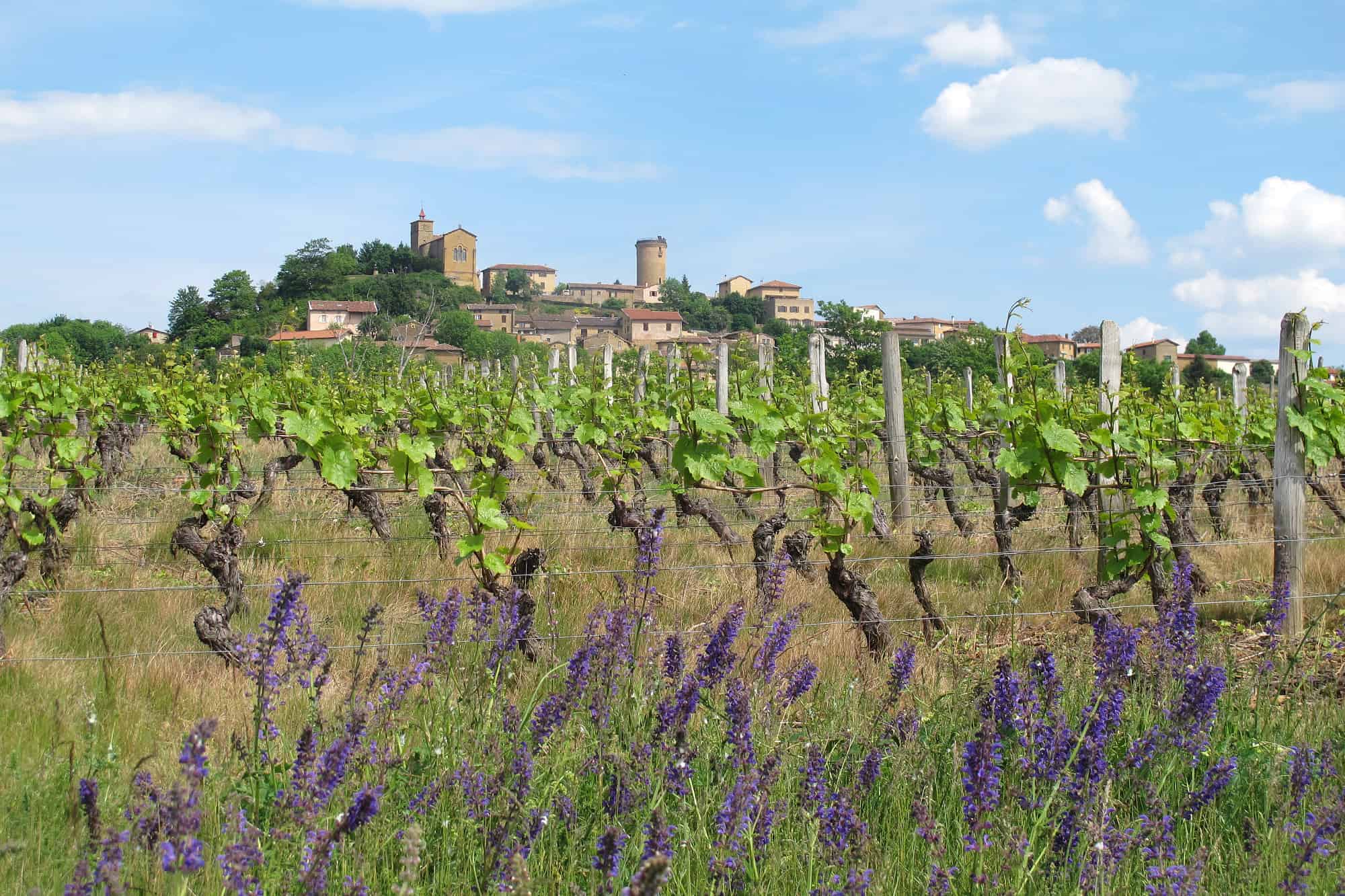 Acheter un terrain dans le Rh&ocirc;ne