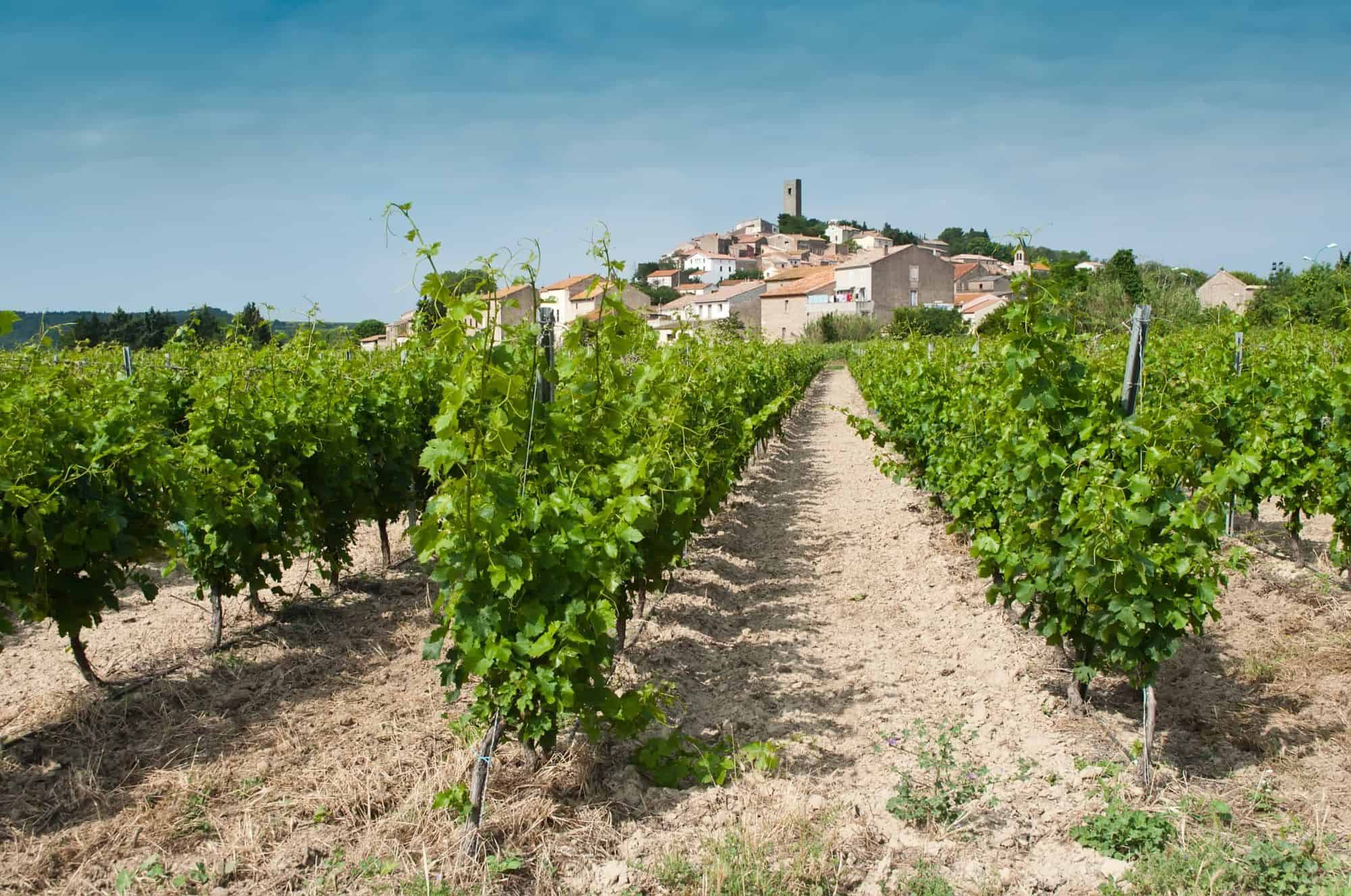 Vignoble à Montady - Herault