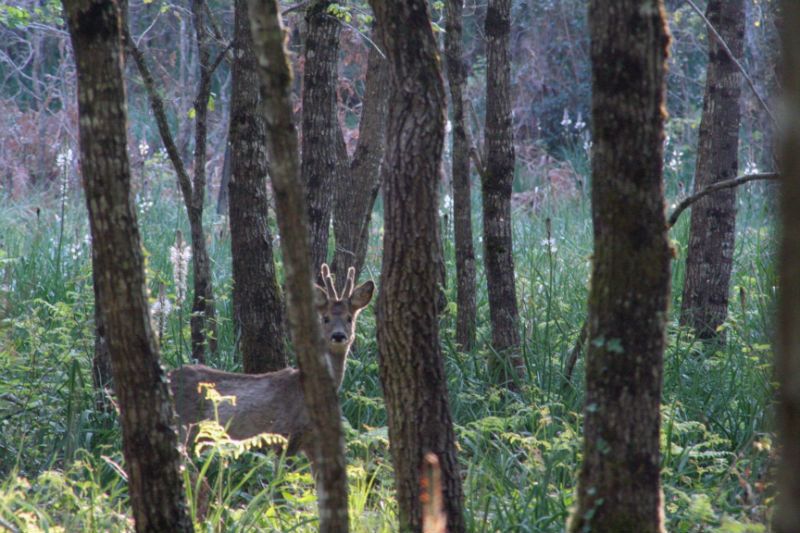 Image du post Le Poinçonnet (36) : plusieurs terrains à vendre au lotissement « Les Cosses »
