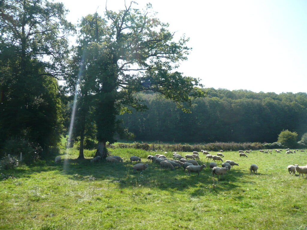 environnement naturel et verdoyant de Saint-Maurice-la-Souterraine, dans la Creuse (23)