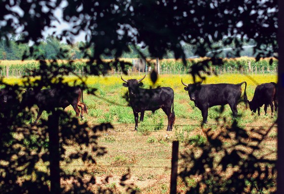 Le Cailar, village de tradition taurine dans le Gard (30)