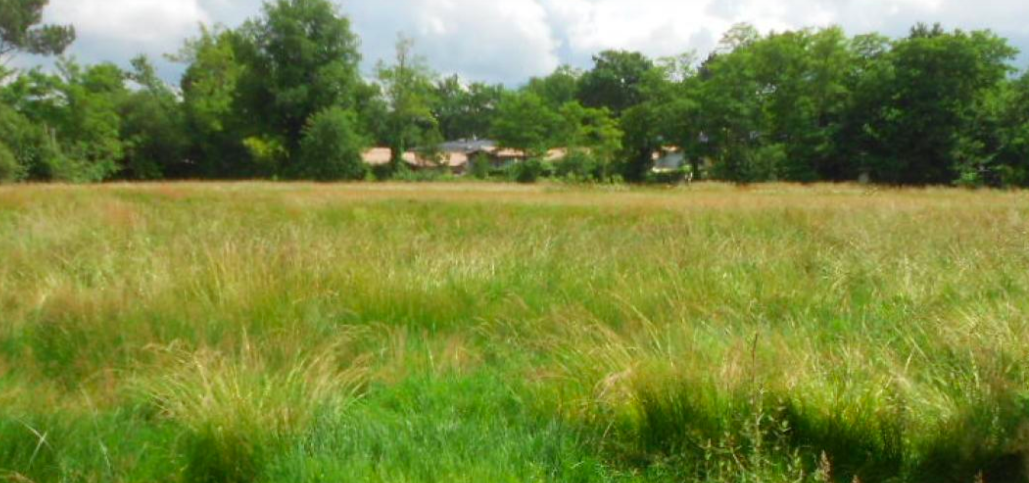Image du post Tauriac (33) : 21 terrains à vendre aux « Jardins de la Node »