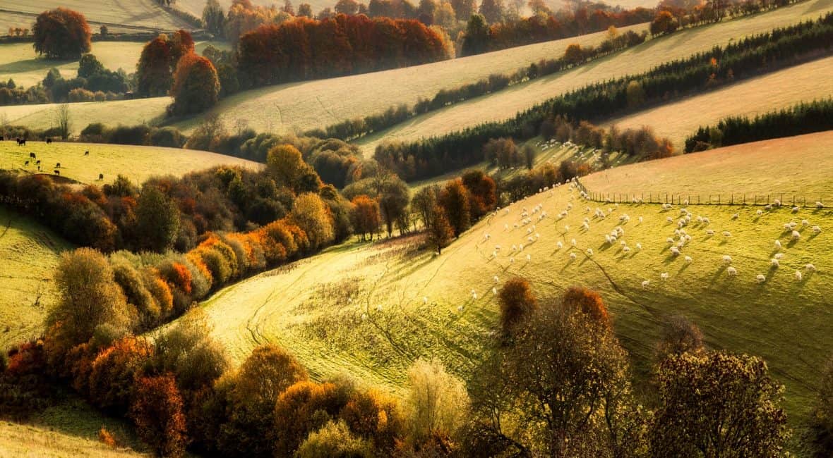 terrain arbres